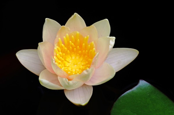 Blushing Water Lily by Deb Oppermann